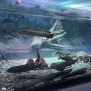 ヒメ日記 2025/08/13 00:32 投稿 あんず sakura