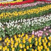 ヒメ日記 2026/03/16 07:48 投稿 えみ 池袋人妻城