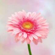 ヒメ日記 2025/10/16 18:58 投稿 采那（とな） PLUS十三店