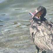 采那（とな） かわいそう😭 PLUS十三店