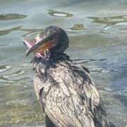 ヒメ日記 2026/04/23 19:18 投稿 采那（とな） PLUS十三店