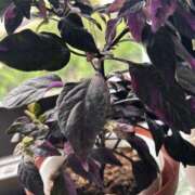 ヒメ日記 2025/08/03 23:11 投稿 にじほ サティアンまーと