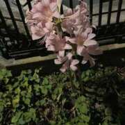 ヒメ日記 2025/08/21 23:29 投稿 にじほ サティアンまーと