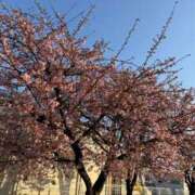 ヒメ日記 2026/02/23 19:28 投稿 真玉さゆり(またまさゆり) 五十路マダムエクスプレス厚木店(カサブランカグループ)