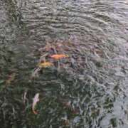 ありす 鯉のいる風景 人妻小旅行