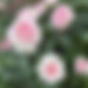 ヒメ日記 2025/09/24 10:10 投稿 みあ MOMO(モモ)