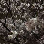 ヒメ日記 2026/04/01 19:54 投稿 東野ふうか 洗体アカスリとHなスパのお店（埼玉ハレ系）