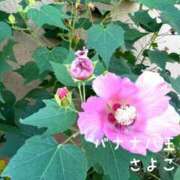 ヒメ日記 2025/08/12 09:49 投稿 さよこ 完熟ばなな八王子