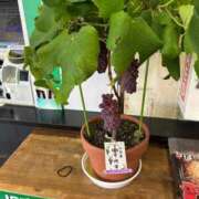 ヒメ日記 2025/09/18 18:29 投稿 さよこ 完熟ばなな八王子