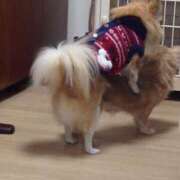 ヒメ日記 2026/10/04 03:19 投稿 れむ★永遠に輝く綺麗系美女 BEPPIN SELECTION ～べっぴんセレクション～