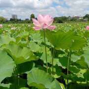 ヒメ日記 2025/08/12 17:29 投稿 みやび 山梨デリヘル 人妻物語 ～極～