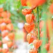 ヒメ日記 2025/08/13 16:28 投稿 みやび 山梨デリヘル 人妻物語 ～極～