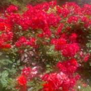 ヒメ日記 2025/08/07 19:07 投稿 まひる 熟女家 堺東店