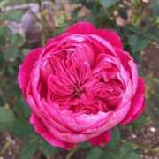 ヒメ日記 2025/08/13 09:27 投稿 まひる 熟女家 堺東店