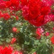 ヒメ日記 2025/11/19 10:20 投稿 まひる 熟女家 堺東店