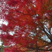 ヒメ日記 2025/11/28 08:27 投稿 まひる 熟女家 堺東店