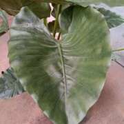 ヒメ日記 2025/08/08 18:15 投稿 りりな アイムシェイク