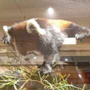 りりな おはよう御座います アイムシェイク