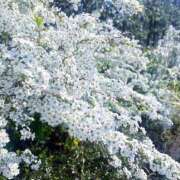 ヒメ日記 2026/03/28 03:06 投稿 ゆな 西川口コスプレメイド学園（シンデレラグループ）