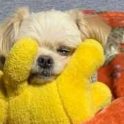 ヒメ日記 2026/03/25 01:00 投稿 いお あふたーすくーる