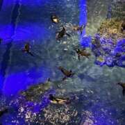 ヒメ日記 2025/10/07 18:05 投稿 みら ナチュラルプリンセス