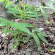 ヒメ日記 2025/08/05 08:59 投稿 ヤング 鶯谷デッドボール