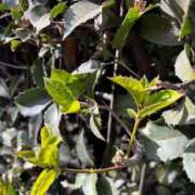 ヒメ日記 2026/01/29 11:39 投稿 ヤング 鶯谷デッドボール