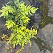 ヤング 三月になりまし 鶯谷デッドボール