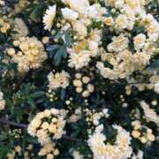 ヤング おはようございます。 鶯谷デッドボール