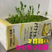 ヒメ日記 2025/09/11 01:08 投稿 りあ 千葉柏ちゃんこ