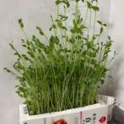 ヒメ日記 2025/09/16 15:09 投稿 りあ 千葉柏ちゃんこ