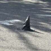 ヒメ日記 2025/11/05 14:49 投稿 りあ 千葉柏ちゃんこ