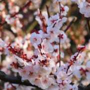 かりな ご無沙汰です！ 極楽城(ゴクラクジョウ)