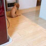 ヒメ日記 2025/09/20 18:46 投稿 すずnew Lolipop（ロリポップ）