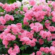 ヒメ日記 2025/08/18 06:14 投稿 さくら Evolution 2nd