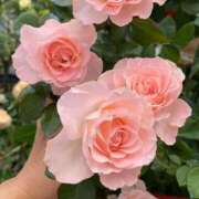 ヒメ日記 2025/09/26 06:12 投稿 さくら Evolution 2nd