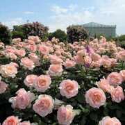 ヒメ日記 2025/09/28 08:42 投稿 さくら Evolution 2nd