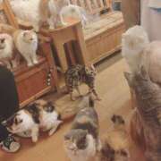 ヒメ日記 2026/01/17 19:03 投稿 あかり モアグループ 土浦人妻花壇