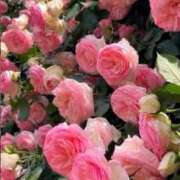 ヒメ日記 2025/09/13 11:25 投稿 みな FResh(素人・可愛い)都城店