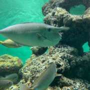 ヒメ日記 2025/08/19 20:53 投稿 め　あ ママれもん葛西店