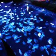 ヒメ日記 2025/08/27 21:59 投稿 め　あ ママれもん葛西店