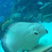 ヒメ日記 2025/09/03 21:40 投稿 め　あ ママれもん葛西店