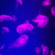 ヒメ日記 2025/09/17 23:52 投稿 め　あ ママれもん葛西店