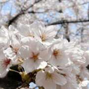 菜々美【ナナミ】 今夜出勤します！ ピンクコレクション尼崎店