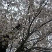 ヒメ日記 2026/04/06 16:20 投稿 りょうこ 美熟女倶楽部Hip's西川口店