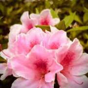 ヒメ日記 2026/04/26 19:46 投稿 らん 天使のゆびさき 船橋店(カサブランカグループ)