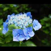 ヒメ日記 2025/09/22 21:17 投稿 うる 花火-hanabi-(すすきの)