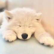 ヒメ日記 2026/01/29 16:03 投稿 うる 花火-hanabi-(すすきの)