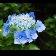 ヒメ日記 2026/02/19 08:43 投稿 うる 花火-hanabi-(すすきの)