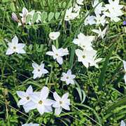 ヒメ日記 2025/08/04 13:16 投稿 Ｉroha(いろは) AMATERAS(アマテラス)(福山)